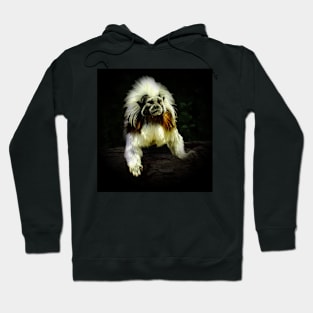 Cotton-top tamarin Hoodie